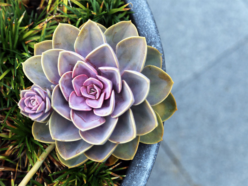 Succulent in a pot