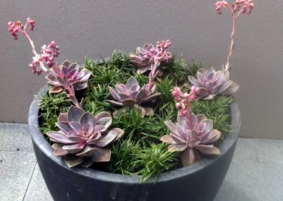 Decorative succulents in a pot