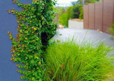 Wall detail of residential planting