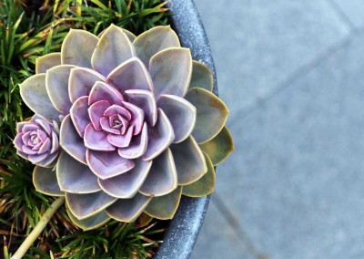 Colourful succulent planting