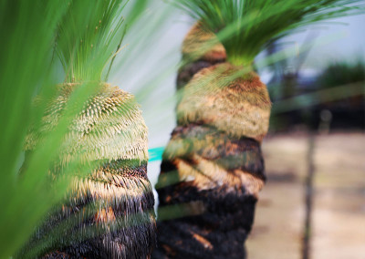 Grass trees