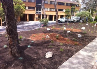 Native landscaped garden