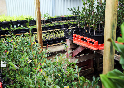 Plants in the Phillips Landscapes nursery