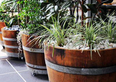 Wine barrels with plants and decorative stones.