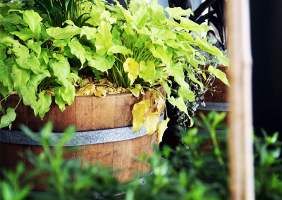 Wine barrels planted for indoor use